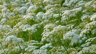 Giersch im Garten: Unkraut oder Heilpflanze? Viele Giersch-Blüten in der Natur.