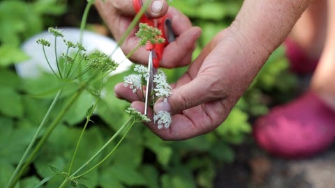 Giersch im Garten: Unkraut oder Heilpflanze? Eine Giersch-Blüte wird mit einer Schere abgeschnitten.