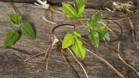 Giersch im Garten: Unkraut oder Heilpflanze? Die Wurzeln einer jungen Giersch-Pflanze.