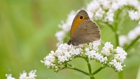 Giersch im Garten: Unkraut oder Heilpflanze? Ein Falter sitzt auf einer Giersch-Blüte.