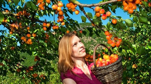 Eine Frau bei der Marillen-Aprikosen Ernte. Ein Baumschnitt kann sich bei Steinobst im Sommer sinnvoll sein.