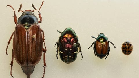 Vier verschiedene Käfer nebeneinander im Vergleich von oben gesehen: Maikäfer, Rosenkäfer, Japankäfer und ein asiatischer Marienkäfer (von links nach rechts)