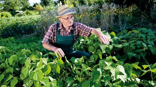 Buschbohnen anpflanzen und ernten: Ein älterer Herr schaut im Garten nach seinen Buschbohnen.