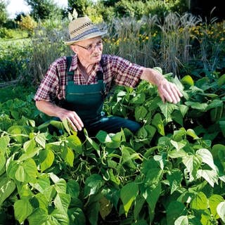 Buschbohnen anpflanzen und ernten: Ein älterer Herr schaut im Garten nach seinen Buschbohnen.