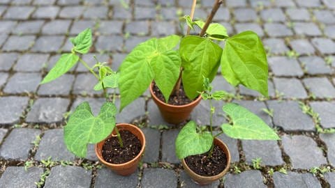 Buschbohnen anpflanzen und ernten: Drei junge Buschbohnen-Pflanzen in unterschiedlich großen Töpfen