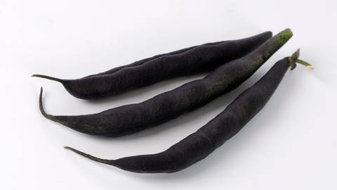 Die Buschbohnen-Sorte "Purple Teepee" auf einem weißen Hintergrund