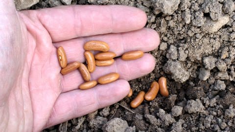 Buschbohnen anpflanzen und ernten: Ein Mann hält mehrere Samen der Buschbohne in der Hand.