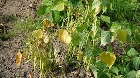 Buschbohnen anpflanzen und ernten: Viele Buschbohnen an einem Strauch auf einem Feld