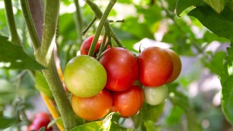 Reife und unreife Tomaten: Unreife Tomaten lassen sich nachreifen