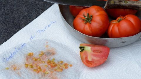 Tomatensamen auf Küchenpapier.