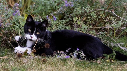 Katzenminze hat eine berauschende Wirkung auf Katzen.