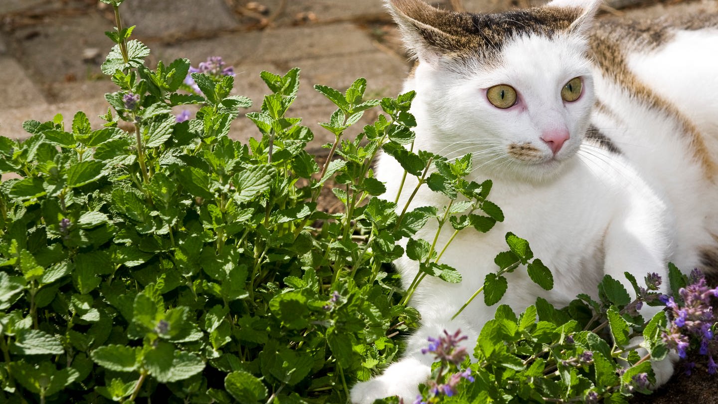 Staude: Katzenminze wirkt auf viele Katzen euphorisch und weckt den Spieltrieb, kann aber auch eine beruhigende Wirkung haben.