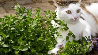 Staude: Katzenminze wirkt auf viele Katzen euphorisch und weckt den Spieltrieb, kann aber auch eine beruhigende Wirkung haben. 