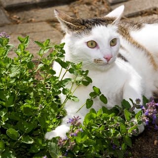 Staude: Katzenminze wirkt auf viele Katzen euphorisch und weckt den Spieltrieb, kann aber auch eine beruhigende Wirkung haben. 