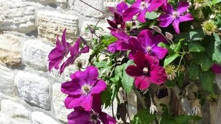 Die Kletterpflanze Clematis gibt es in vielen tollen Farben. Ihre Blüten verzaubern jeden Garten.