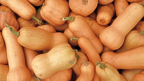 Nach der Ernte liegen dutzende Kürbisse der Sorte Butternut auf einem Feld zum Lagern. Der Kürbis hat die Farbe "Beige bis Ockergelb".