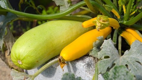 Gelbe und grüne Zucchini reif zum Ernten im Garten. Sie gehören auch zur Kürbis-Familie. Nach der Ernte können Zuccini nicht lange gelagert werden.