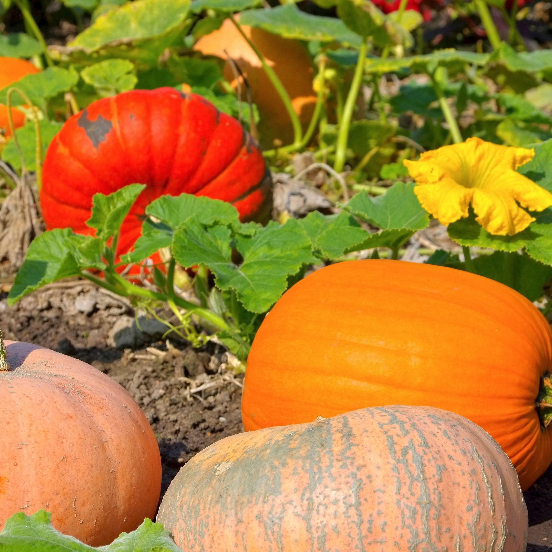 Kürbis im Herbst richtig ernten und lagern