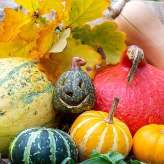 Nach der Ernte: Kürbisse in verschieden Formen und Farben lagern in einem Garten.