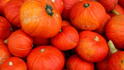 Nach dem Ernten liegen dutzende Kürbisse der Sorte Hokkaido auf einem Feld zum Lagern. Der Kürbis hat die Farbe "Orange".