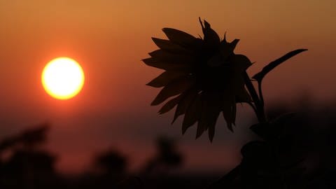 Herbstanfang kalendarisch oder meteorologisch: Die Sonne geht hinter einem Feld mit Sonnenblumen unter. Der Schattenriss einer Sonnenblume ist besonders deutlich zu sehen.