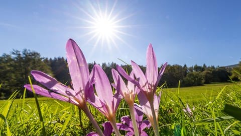 Herbstanfang kalendarisch oder meteorologisch: Mehrere Herbstzeitlose blühen auf einer Wiese mit grünen Grashalmen. Am blauen und wolkenlosen Himmel darüber scheint die Sonne.