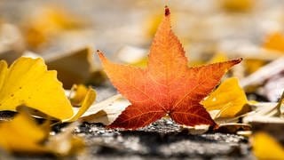 Herbstanfang kalendarisch oder meteorologisch: Ein rötlich gefärbtes Blatt steht aufrecht zwischen mehreren liegenden gelben Blättern. 