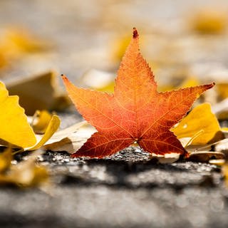 Herbstanfang kalendarisch oder meteorologisch: Ein rötlich gefärbtes Blatt steht aufrecht zwischen mehreren liegenden gelben Blättern. 