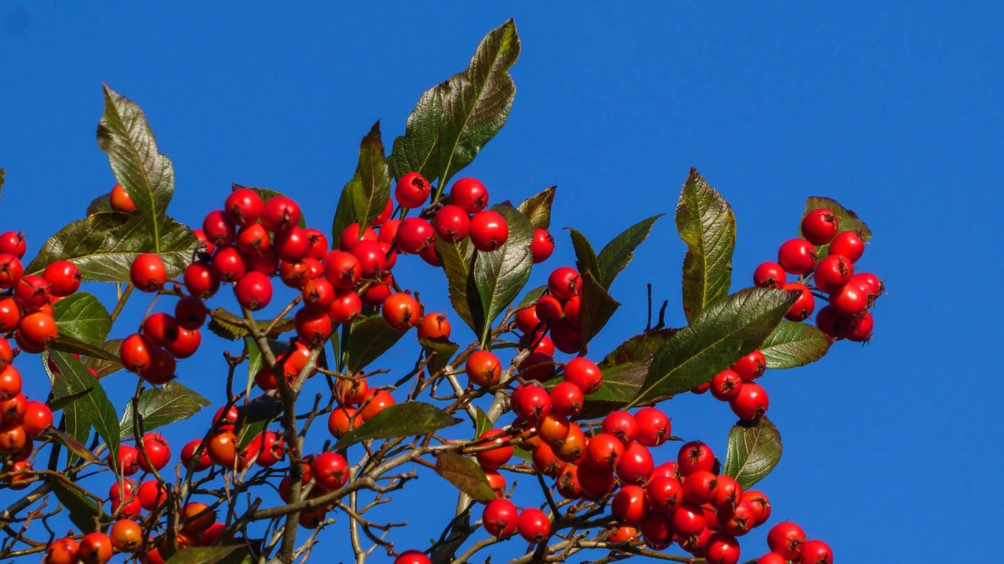 Die Echte Mehlbeere mit den roten Früchten ist der Baum des Jahres 2024.