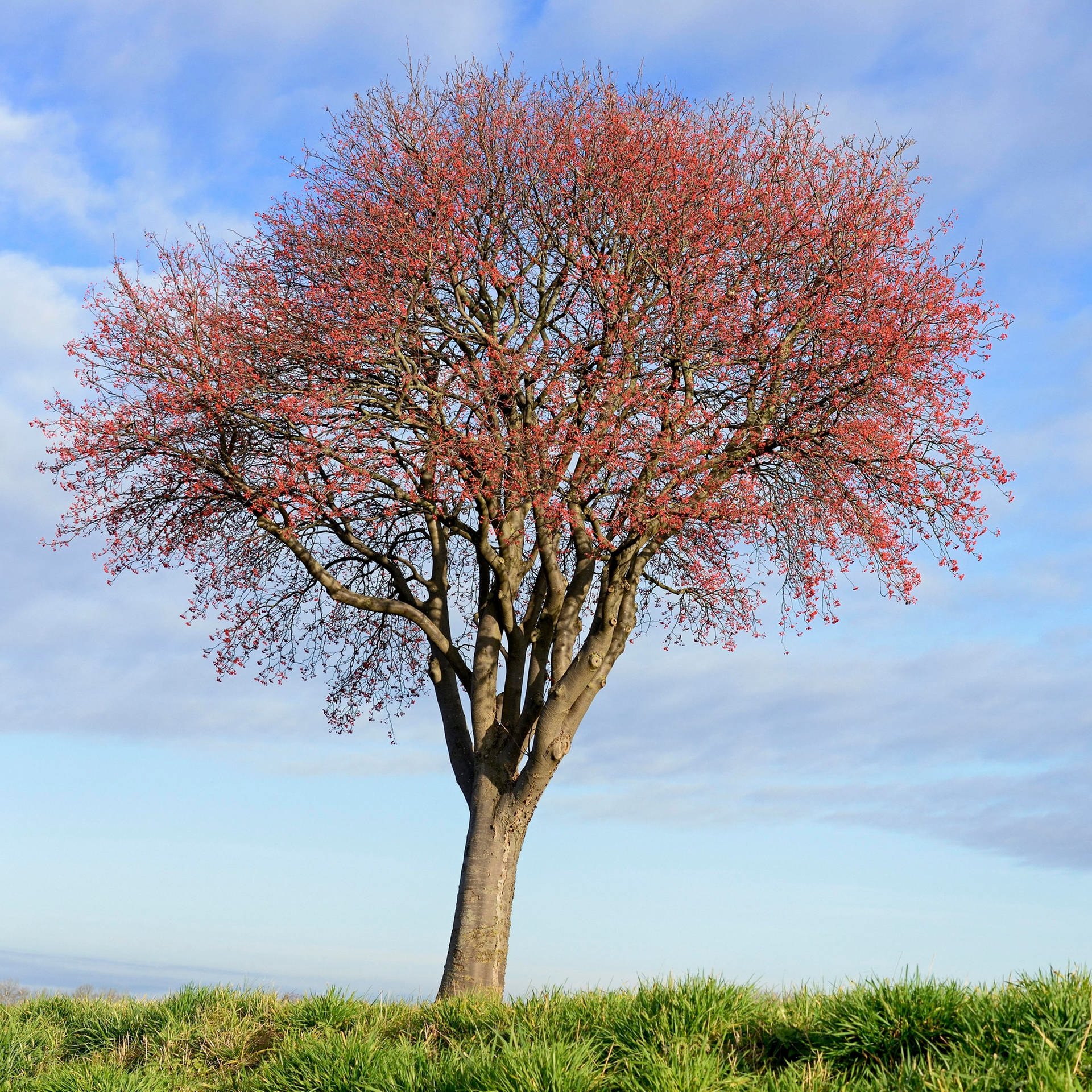 Echte Mehlbeere: Warum der Baum des Jahres gerade jetzt perfekt für den Garten ist