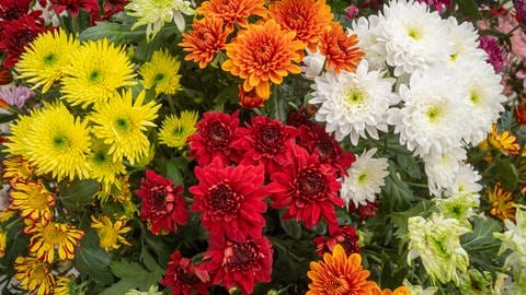 Winterharte Chrysanthemen in einem bunten Blumenbeet. Bei guter Pflege blühen sie bis zum ersten Frost.