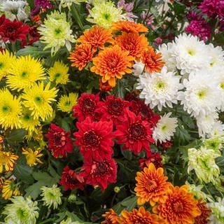 Winterharte Chrysanthemen in einem bunten Blumenbeet. Bei guter Pflege blühen sie bis zum ersten Frost.