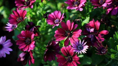 Rosane und pinke Chrysanthemen im Garten