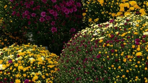 Bunte Chrysanthemen Blütenkugeln