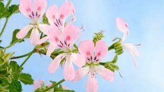 Die rosa Blüten einer Duftpelargonie vor blauem Hintergrund