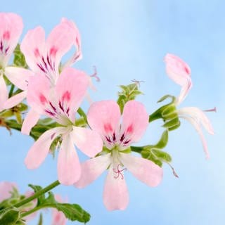 Die rosa Blüten einer Duftpelargonie vor blauem Hintergrund