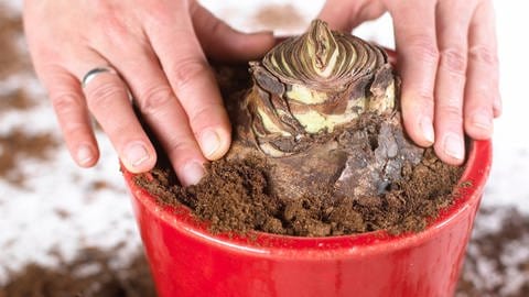 Die Zwiebel der Amaryllis wird in einen Topf mit Erde gepflanzt.