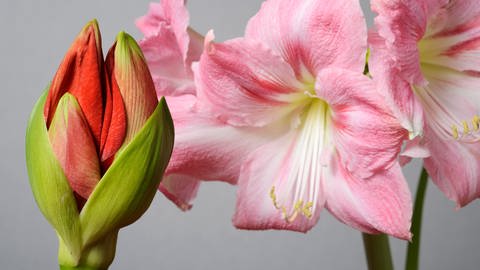 Halb offene rote Amaryllis-Blüte und offene rosa Blüten der Amaryllis.