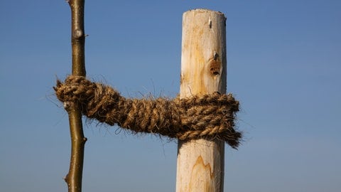 Nach dem Pflanzen wird ein Baum in einem Garten mit einem Seil an einem Pfosten fixiert.