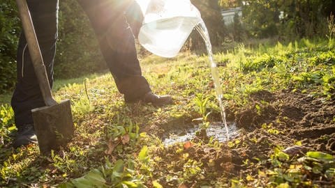 Bäume pflanzen im Herbst: Ein Mann gießt einen frisch eingepflanzen Baum im Garten mit Wasser.