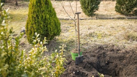 Baum pflanzen im Herbst: Ein junger Laubbaum wird in einen Garten gepflanzt.