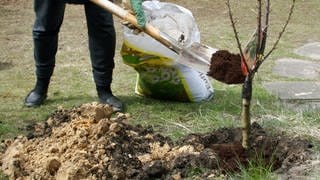 Bäume pflanzen im Herbst: Ein Kirschbaum wird in einem Garten gepflanzt.