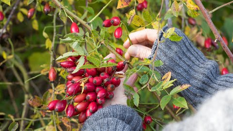 Frau zupft Zweige mit Hagebutten von einem Strauch: Hagebutten erntet man am besten Ende Oktober. Und man kann so eingies draus machen.