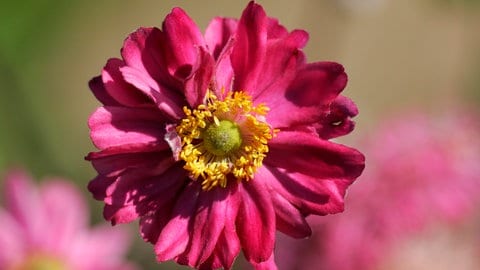 Die Herbstanemone "Pamina" in knalligem Pink.