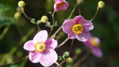 Herbstanemonen, wie diese in rosa, lieben ein schattiges Plätzchen