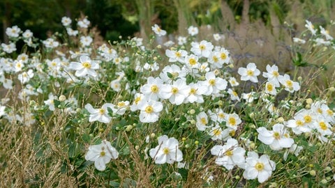 Die Herbstanemone "Honorine Jobert" blüht von August bis zum ersten Frost.