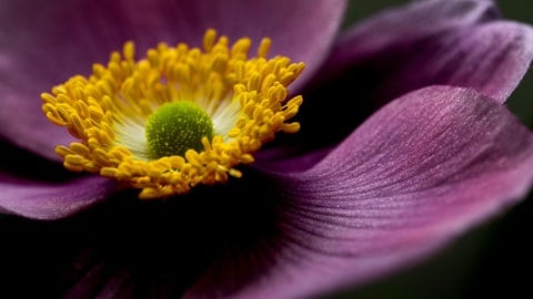 Blüte einer Herbstanemone in einem dunklen Lila-Ton.