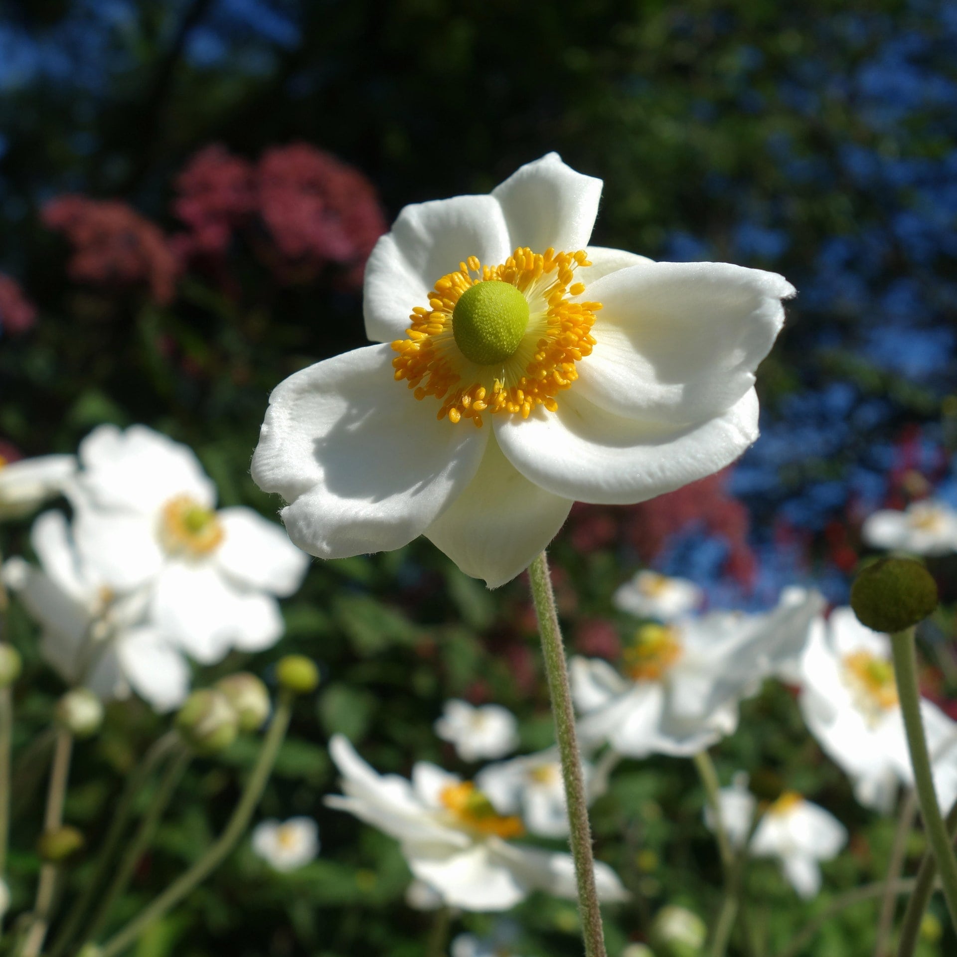 Wunderbare Herbstanemonen: Blüten, Farben und Pracht im Garten bis zum ersten Frost