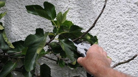 Feigenbaum schneiden und pflegen: Mit einer Gartenschere wird ein Ast abgeschnitten. 