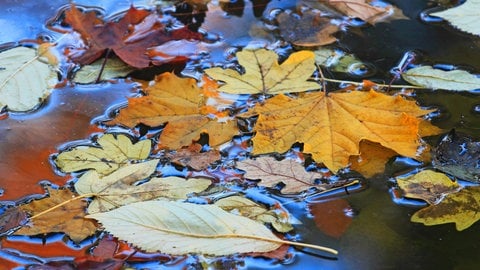 Laub schwimmt auf der Wasseroberfläche: Der Gartenteich sollte im Herbst für den Winter fit gemacht werden. Bei der Pflege sollten auch abgestorbenen Teile von Pflanzen entfernt werden.